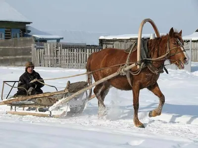 Команда лошадей тянет сани в снегу Стоковое Изображение - изображение  насчитывающей ново, конноспортивно: 194287173