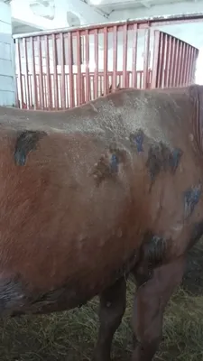 памятка сап лошадей » Администрация Боградского района