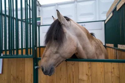 В Армении впервые выявили сап у лошади | Ветеринария и жизнь