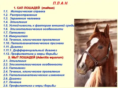 Сап и мыт лошадей - презентация онлайн