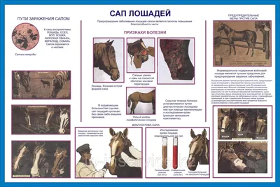 Новые правила содержания лошадей | Страница 19 | Prokoni.ru
