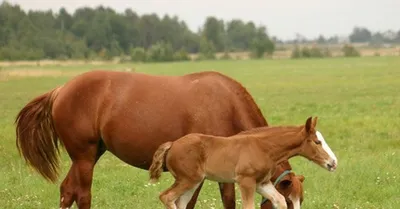 Специалисты ветеринарной лаборатории рефератного центра рассказали о  инфекционном заболевании - сап лошадей | Российский аграрный портал