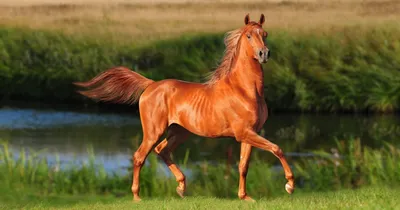 Более 70 тыс исследований среди поголовья лошадей провели в Подмосковье в  2020 году - В регионе - РИАМО в Реутове