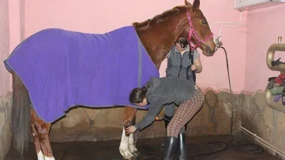 Болезни лошадей: обзор распространённых болезней, симптомы