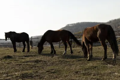 Спортивные лошади находятся под контролем государственной ветеринарной  службы.