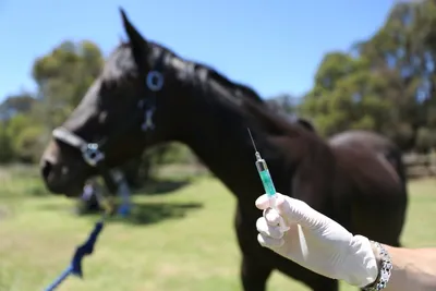 Болезнь сап у лошадей: причины, симптомы, диагностика и лечение — VkMP
