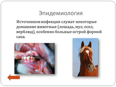Управление ветеринарии Брянской области - Диагностические исследования  спортивных лошадей на территории Навлинского района