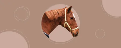В США разработали устройство для снятия отеков у лошадей | Ветеринария и  жизнь