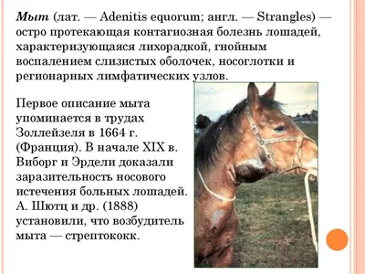 Казахстан: Почему болеют лошади? - КазахЗерно