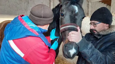 Ветеринары исследуют лошадей в Юстинском районе Калмыкии