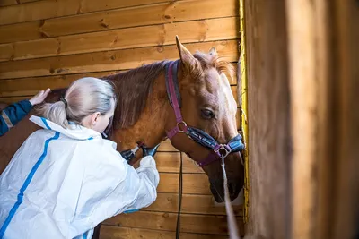 Какие вакцины необходимы лошадям?