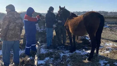 Основная лошадь Ингрид Климке травмировала сухожилие | Prokoni.ru