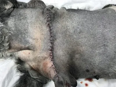 Клинический случай удаления саркомы мягких тканей у собаки - Ветеринарная  хирургия