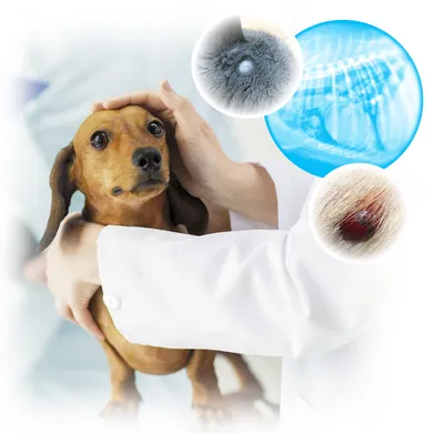 Злокачественные опухоли у собак | Домашние животные - самое важное | Дзен