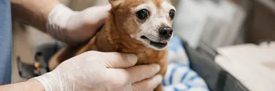 Саркома у собаки - симптомы и лечение - ветклиника \"в Добрые Руки\"