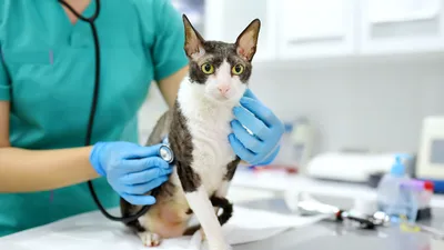 Постинъекционная саркома у кошек - Ветеринарный Центр «Прайд»