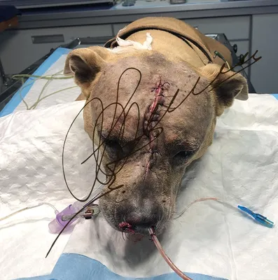 Огромная опухоль головы образовалась у собаки из-за перетянутой резинкой шеи