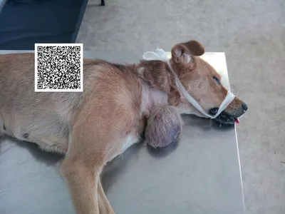 Удаление опухоли у собаки, операция в Челябинске