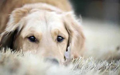 Мастоцитома собак: этиология, клиника, диагностика и лечение