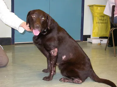 Что такое саркоптоз? 🤔 И как его диагностировать? 👉 Саркоптоз (чесотка) –  заболевание кожи собак других животных, вызываемое зудневым… | Instagram