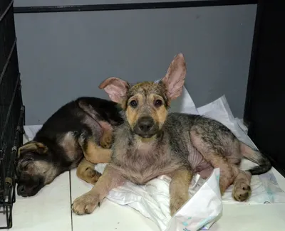 Саркоптоз (чесотка) собак | Ветеринарная клиника доктора Шубина