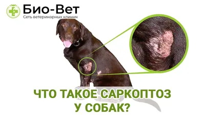 Что такое Саркоптоз у собак и чем он опасен для собак / Разбираемся с  «Био-Вет» - YouTube