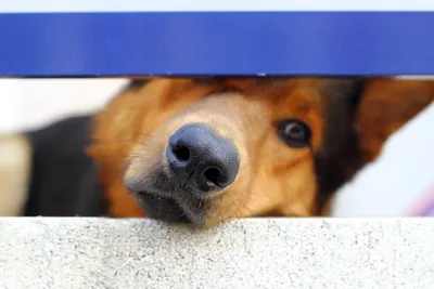 Зоопровизия: Инспектор Капли от внешних и внутренних паразитов для собак от  4 до 10 кг.