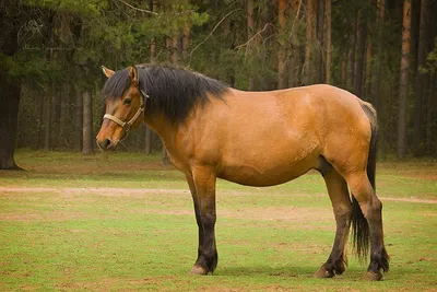 Файл:Horse hjerl hede 2004 ubt.jpeg — Википедия