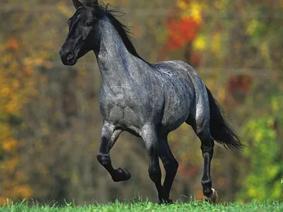 Вятская лошадь — Википедия
