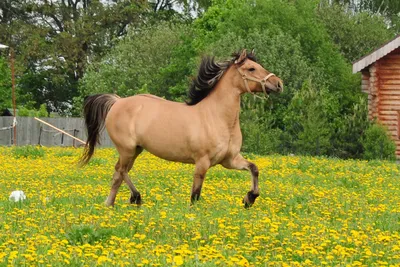 Файл:Buckskin New Forest pony.JPG — Викисловарь