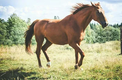 Продажа элитных лошадей - Природный парк Олений