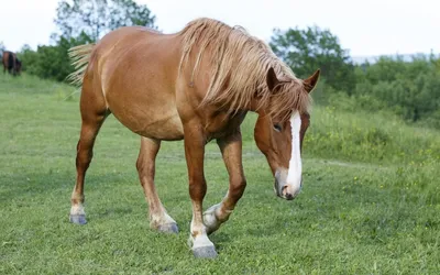 Первый в истории заводской тип казахской породы лошадей создали ученые