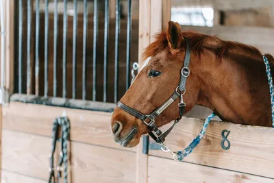 10 признаков того, что лошади не подходит седло | Horse-Rehab.Ru
