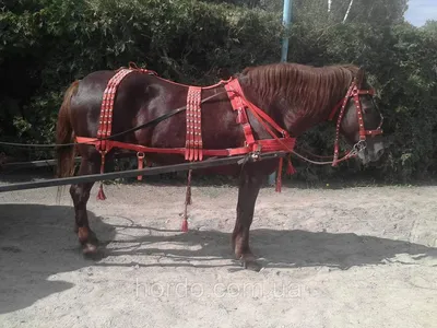 Cavalliera - Ушки для лошади из технической ткани CUSTOM CRY