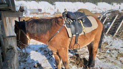 С фронта в седло. Как лошади помогают военнослужащим снимать стресс
