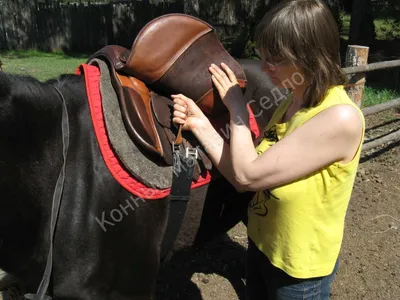 Сбруя для лошади: значение слова сбруя, состав, история появления, виды