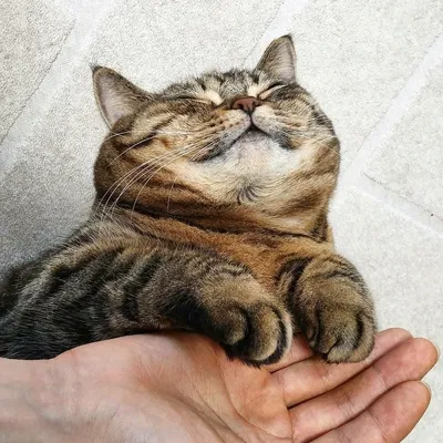 Счастливый кот фото 
