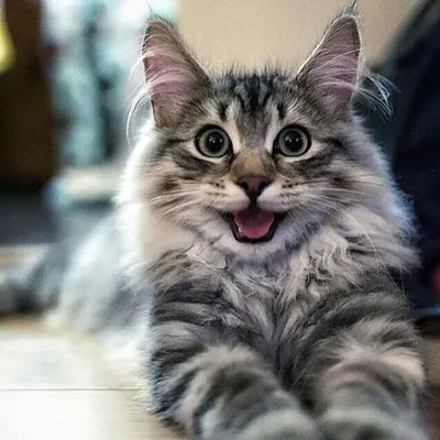 Счастливый кот фото фотографии