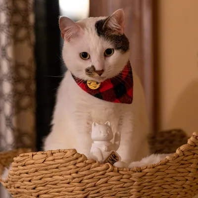Орнамент для офиса, кивающий счастливый кот, украшение для автомобиля,  форма для счастливого кота, махающая фигуркой удачи, кот – лучшие товары в  онлайн-магазине Джум Гик