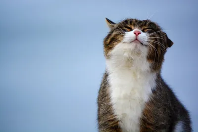 Счастливый кот с смешной улыбкой на картоне изолированном на белизне  Стоковое Изображение - изображение насчитывающей развилки, мило: 103832511