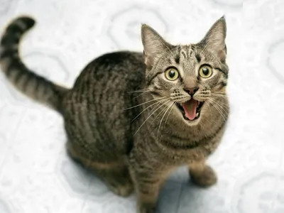 Счастливый Кот — стоковые фотографии и другие картинки Домашняя кошка -  Домашняя кошка, Улыбаться, Рыжая кошка - iStock