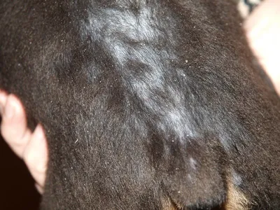 Себорейный дерматит, бесплатная консультация ветеринара - вопрос задан  пользователем катерина панько про питомца: собака Тибетский мастиф