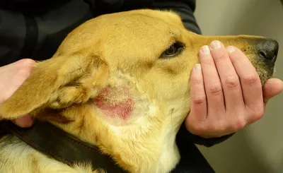 Себорейный дерматит у собак: диагностика, лечение, меры профилактики | Ваши  Питомцы