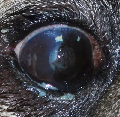 Демодекоз у собак - схема лечения, фото, симптомы и признаки заболевания