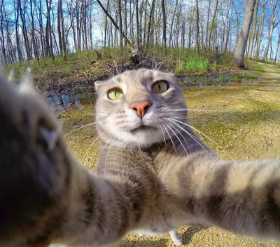 Удивительный кот, который делает селфи | Смешные фото кошек, Домашние  животные юмор, Смешные фото собак