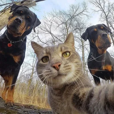 mir_handmade_ru on Instagram: \"1, 2, 3 или 4? Видели когда-нибудь кота,  который обожает делать селфи с корешами? На какой фотке селфи самое крутое?  Творчеств… | Породы больших собак, Большие собаки, Домашние собаки