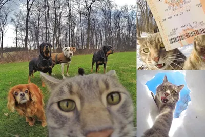 RICH BREED (PerseiLine) - товары для животных on Instagram: \"🐈 Кот,  который умеет делать селфи! Звезда Instagram! 📸 Четвероногий пушистик по  кличке Мэнни, научился делать селфи случайно, когда его хозяин хотел  запечатлеть