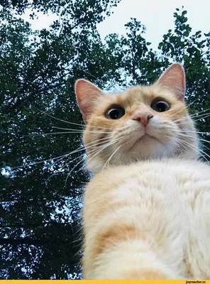 Manny The Selfie Cat :: Селфи-кот :: длиннопост :: фотогеничность :: селфи  кот :: selfie cat :: много картинок :: селфикот :: котэ (прикольные  картинки с кошками) / смешные картинки и другие