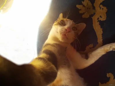 Selfie кота стоковое изображение. изображение насчитывающей мило - 125918659