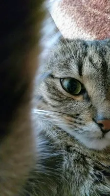 Селфи кота | Пикабу